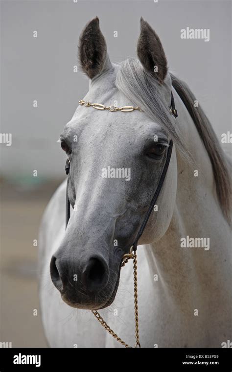 The grey arabian horse Stock Photo - Alamy