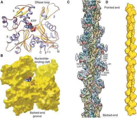 Figure 4 from Actin and Actin-Binding Proteins. | Semantic Scholar