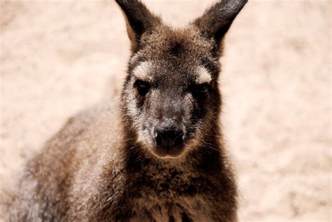 Free Images : wildlife, zoo, mammal, fauna, kangaroo, wallaby, close up, vertebrate, marsupial ...