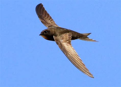 The nine fastest flying bird species in the world | WorldWeet