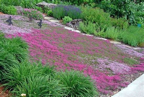 Creeping Thyme ground cover 1000 seeds fragrant herb by SmartSeeds