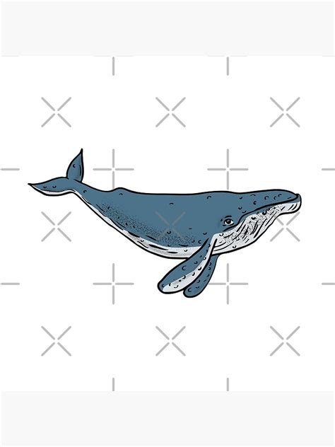 "Humpback Whale Color Drawing" Art Print by patrimonio | Redbubble