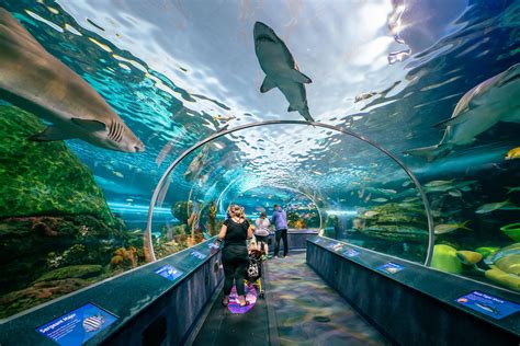 Ripley's Aquarium of Canada: Visiting During the Pandemic - Seeyousoon.ca