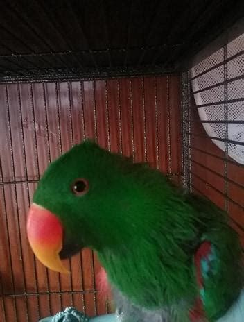 Male Eclectus Parrot for Sale in Unadilla, New York Classified | AmericanListed.com