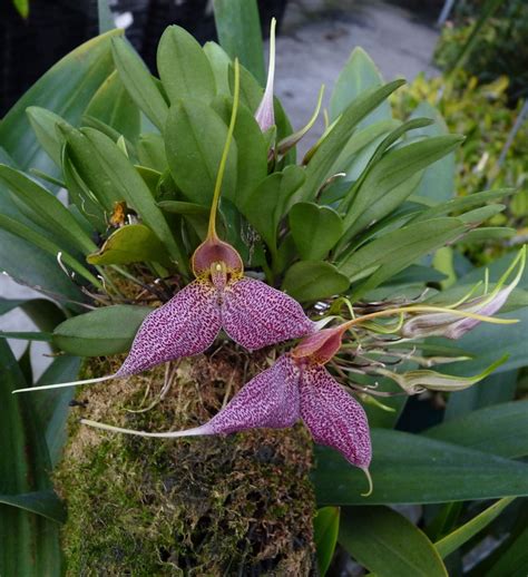 Masdevallia Orchids in the Greenhouse | Denver Botanic Gardens