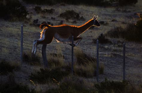 Swift as the Wind: The Guanacos of Patagonia | RoundGlass | Sustain