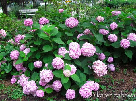 Brueckner Rhododendron Gardens: Hydrangeas Blooming Brueckner Rhododendron Garden : Rhododendron ...