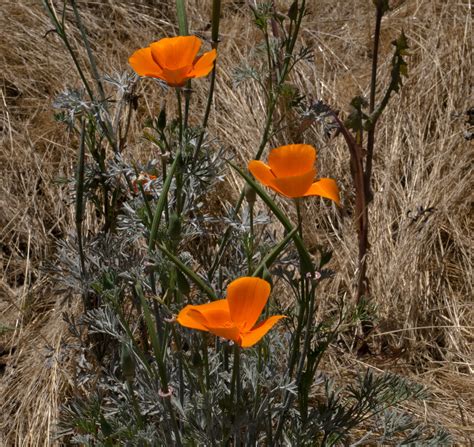 California Poppy Flowers Free Stock Photo - Public Domain Pictures
