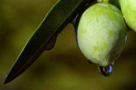 Health Benefits Of Green Olives: Much More Than A Pizza Topping