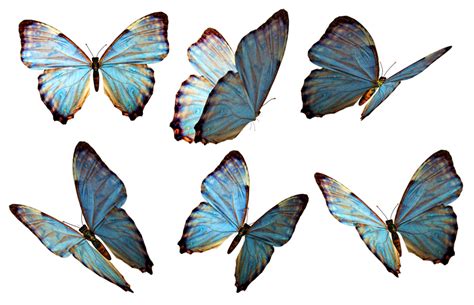 Butterfly PNG Transparent Images - PNG All