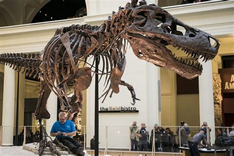 Chicago Field Museum: Sue the T. Rex will be back on display Dec. 21 ...