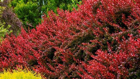 How To Grow A Beautiful Barberry Bush In Days Or Less - maloangarycoleman