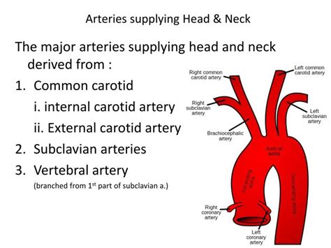 Major Arteries Of Head And Neck