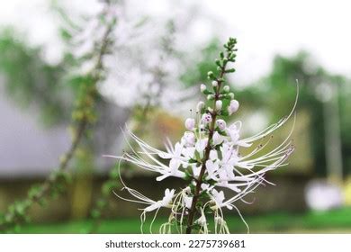 Bunga Kumis Kucing Cat Whiskers Plant Stock Photo 2275739681 | Shutterstock