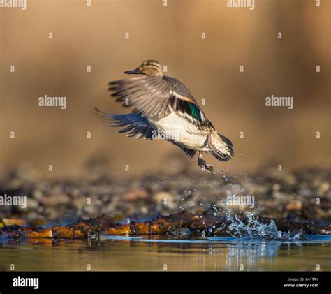 Female green winged teal flying hi-res stock photography and images - Alamy