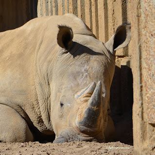 Amazing Wild Animals: Southern White Rhino