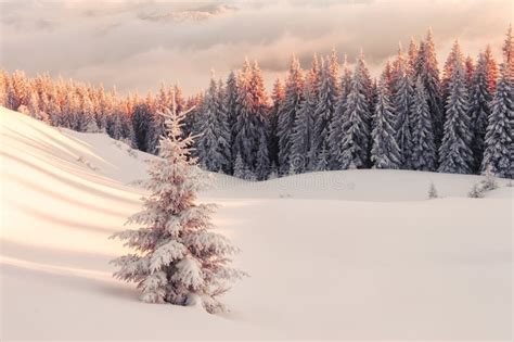 Dramatic Wintry Scene with Snowy Trees. Stock Image - Image of cold, light: 104498663