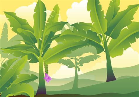 Banana Tree Leaves illustration 183108 Vector Art at Vecteezy