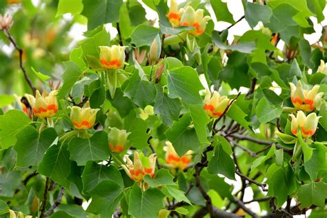 The Beauty of the Tulip Poplar: A Guide to Planting and Care