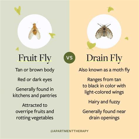 Gnat Vs Fruit Fly: What's The Difference And How To Get Rid Of Them ...