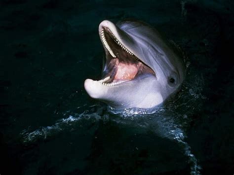 HD wallpaper: dolphin smiling DOLPHIN Animals Dolphins HD Art ...