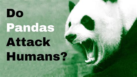 Do Pandas Attack Humans? - YouTube