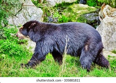 Spectacled Bear Natural Habitat Stock Photo 335881811 | Shutterstock