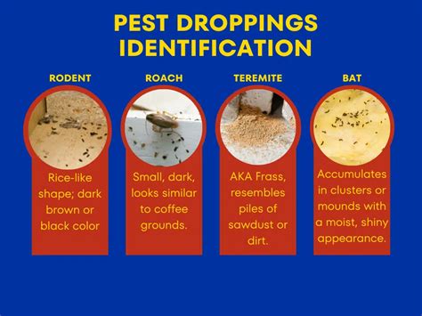 Pest Droppings Identification Chart - vrogue.co