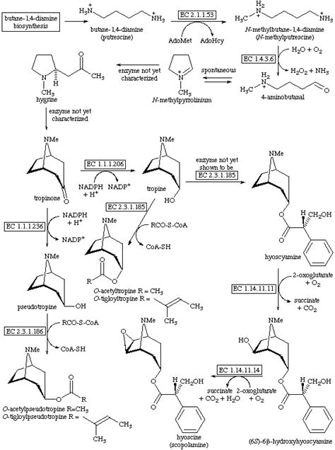 tropane alkaloid biosynthesis