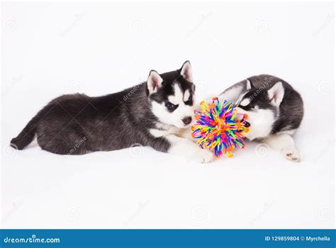 Two Siberian Husky Puppy Playing with a Ball. Stock Photo - Image of ...