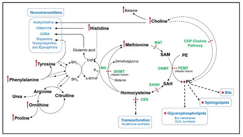 Acetylcholine Synthesis Pathway