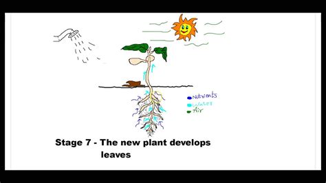 Process Of Seed Germination With Diagram