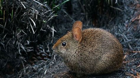 Volcano rabbit - Characteristics, Habitat & Breeding - Endangered Species