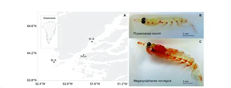 Study site and krill species. (A) Nuup Kangerlua fjord in Southwest... | Download Scientific Diagram