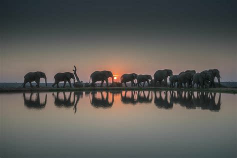 Safari at sunset: Live virtual visit with elephants in South Africa - WTOP News