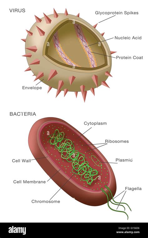 Diagram showing typical examples of a virus particle (above) and a ...