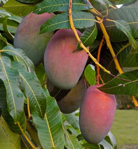 Explore Our Carrie Mango Fruit Tree | Eureka Farms