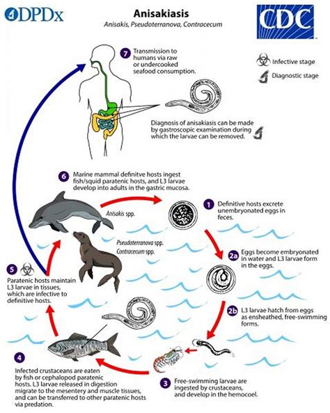 Image: Anisakis Life Cycle - MSD Manual Professional Edition