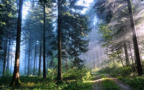 nature, Trees, Forest, Road Wallpapers HD / Desktop and Mobile Backgrounds