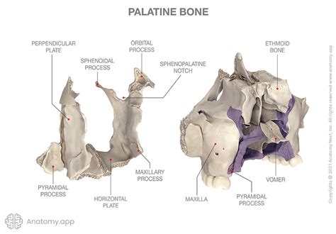 Palatine bone | Encyclopedia | Anatomy.app | Learn anatomy | 3D models, articles, and quizzes