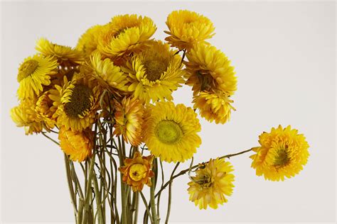 Yellow Dried Strawflowers