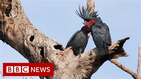 Palm cockatoo: Why a unique ‘drumming’ bird is in peril - BBC News - World News