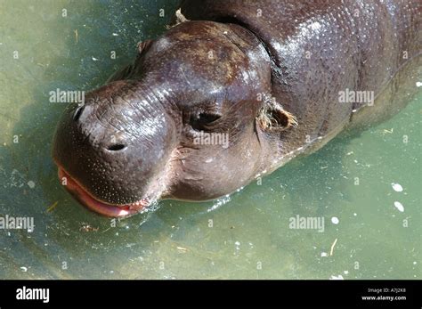 Baby Hippopotamous Swimming Stock Photo - Alamy