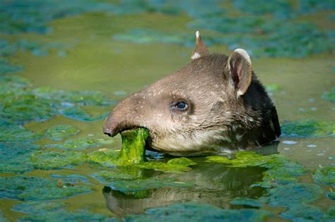 Tapirs are large mammals that live in jungle and forest habitats. They ...