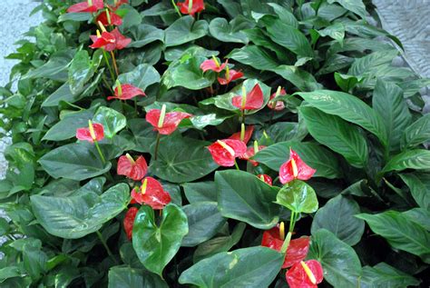 Anthurium Plant Free Stock Photo - Public Domain Pictures