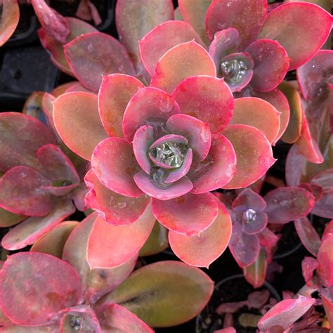 Echeveria 'Metallica' – LET LOVE GROW (Succulent & Cactus)