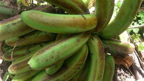 Banana: Maturity bronzing, maturity stain | Significance: Fr… | Flickr