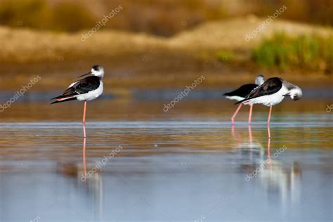 Black-Winged Stilt Stock Photo by ©viledevil 8104985