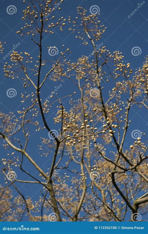 Melia azedarach seeds stock photo. Image of fruits, flora - 112352100