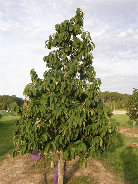 Pawpaw Fruit Tree Asimina triloba